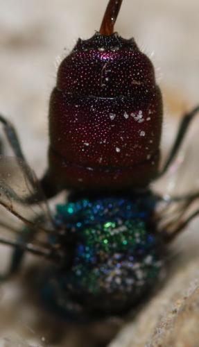Réf. 333 050 : Chrysis interjecta